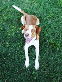 High angle view of dog on field