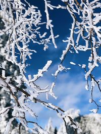 Low angle view of frozen tree against sky