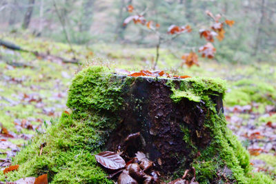 Close-up of mushrooms growing on land