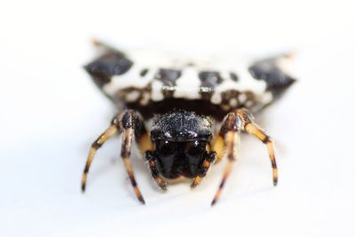 Close-up of spider