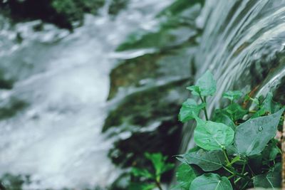 Close-up of water flowing through plant