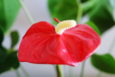 Close-up of red flowers