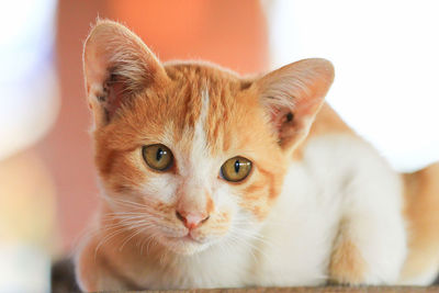 Close-up portrait of a cat