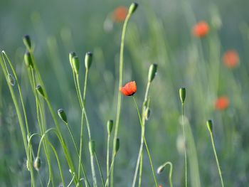 Close-up of red poppy flower on field