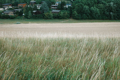 Scenic view of agricultural field