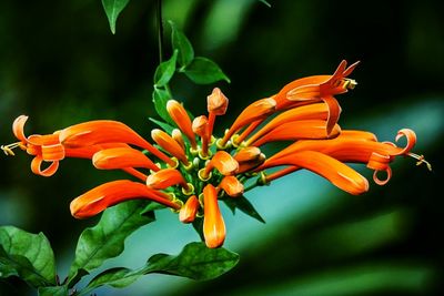 Close-up of orange flowers blooming at park