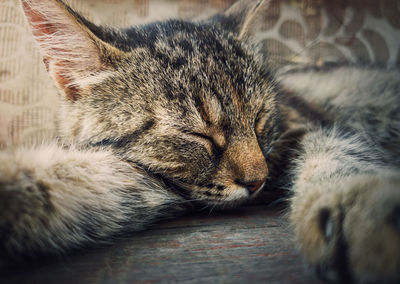Sleeping cat close-up portrait. cute brown striped kitten take a nap. lovely and lazy tomcat resting