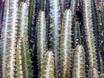 Full frame shot of cactus plants