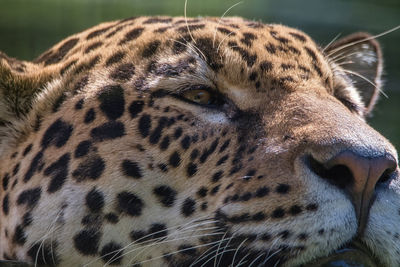 Close-up of a cat