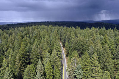 Scenic view of forest against sky