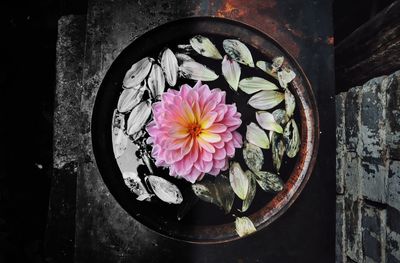 Close-up of pink lotus water lily