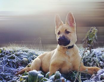 Portrait of dog on beach