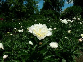 Close-up of white flowers