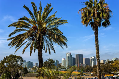 Palms trees in the city san diego,california.