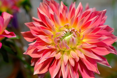 Close-up of pink dahlia