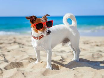 Portrait of a dog on beach