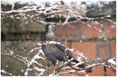 Bird perching on branch