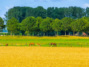 Scenic view of trees on field against sky