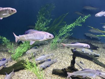 Fish swimming in sea