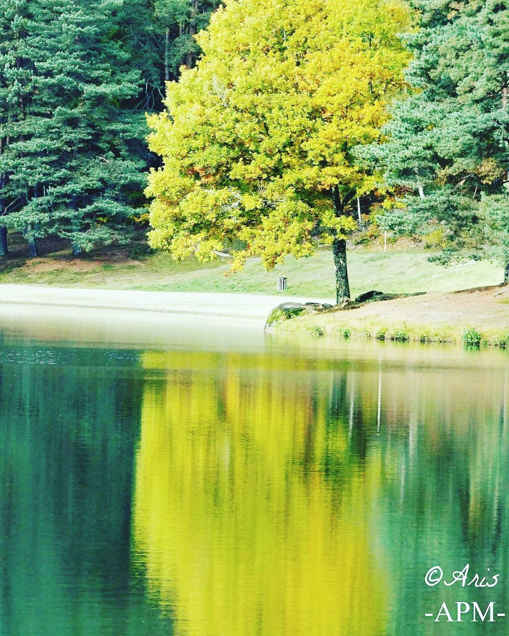 tree, reflection, nature, growth, beauty in nature, water, no people, tranquility, green color, yellow, lake, outdoors, day, scenics, tranquil scene, sky