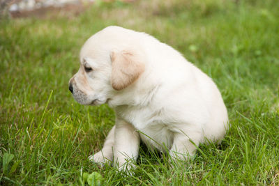 White puppy on grass field