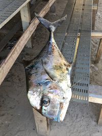 Close-up of fish in market