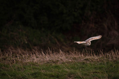 Barn owl flying in a field