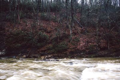 River flowing through forest