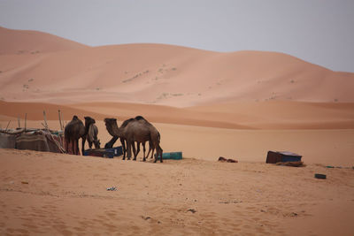 View of desert