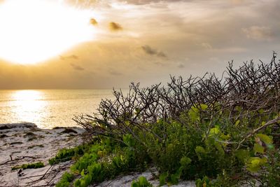 Plants by sea against sky during sunset