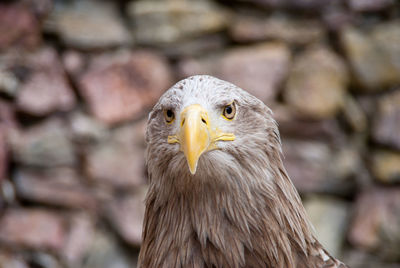 Close-up portrait of owl