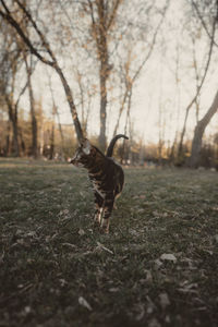 Side view of dog standing on field