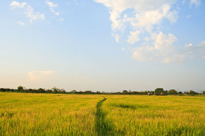 Scenic view of agricultural field against sky