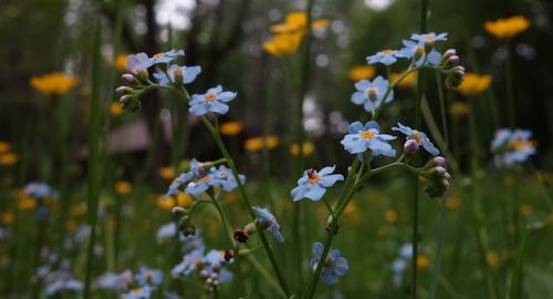 Close-up of white flowering plants on field