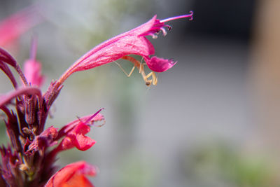 Close-up of pink flowering plant