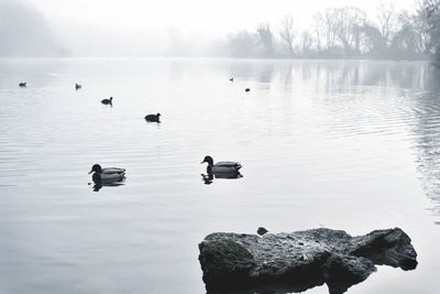 Birds swimming in lake