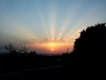 Silhouette of trees at sunset