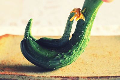 Close up of plant against blurred background