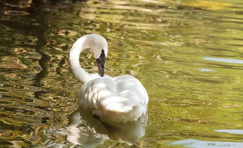 Close-up of swan swimming in lake