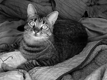 Portrait of cat resting on bed