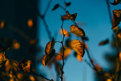 Close-up of leaves on tree against sky