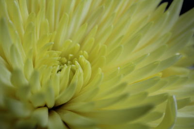 Full frame shot of flower