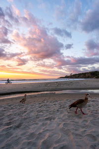 Scenic view of beach during sunset