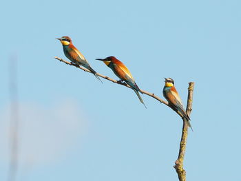 Low angle view of bird perching on tree against clear blue sky