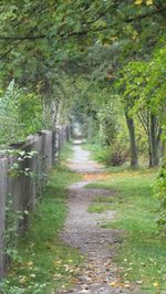 View of trees