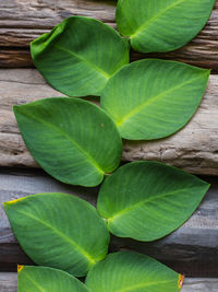 High angle view of green leaves on wood