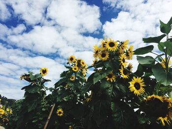 Low angle view of yellow flowers blooming against sky