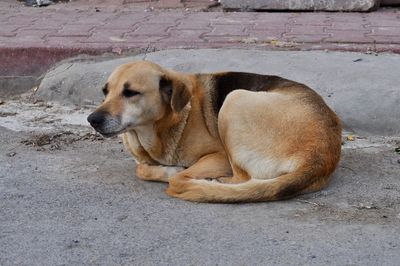 Dog sleeping on footpath