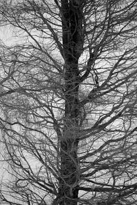 Bare tree against sky