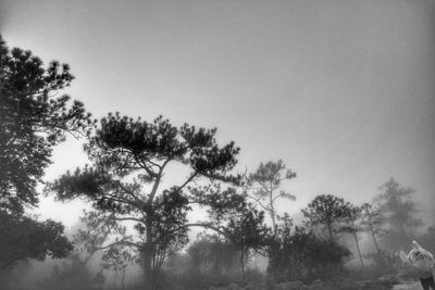 Low angle view of trees against clear sky